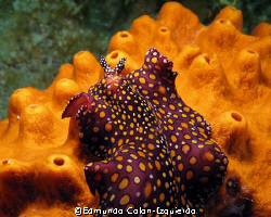 Beautifull sea slug by Edmundo Colon-Izquierdo 